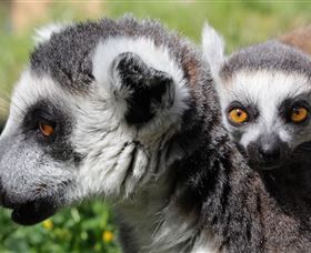 Savannah Visitor Plaza, Taronga Western Plains Zoo Dubbo - Find Attractions 1