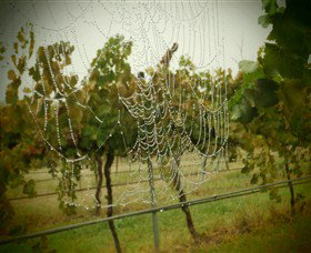 Red Earth Estate Vineyard - Find Attractions 8