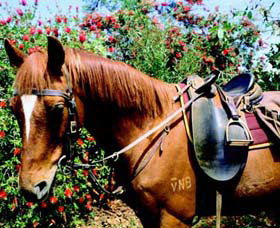 Western Plains Riding Centre - Find Attractions 0