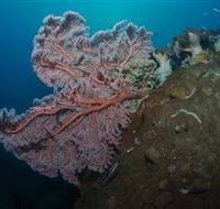 Luncheon Bay Dive Site - Find Attractions
