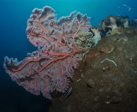 Luncheon Bay Dive Site - Find Attractions 0