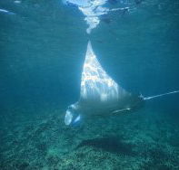 Manta Ray Bay Dive Site - Find Attractions