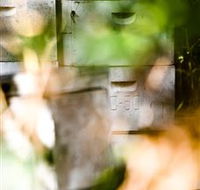 Bees on Keswick Island - Find Attractions