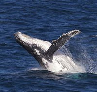 Whale Watching on Keswick Island - Find Attractions