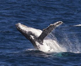 Whale Watching On Keswick Island - Find Attractions 0