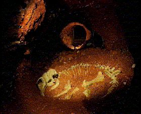 Wellington Caves And Phosphate Mine - Find Attractions 2