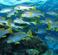 Challenger Bay Dive Site - Find Attractions
