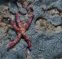 Clam Gardens Dive Site - Find Attractions