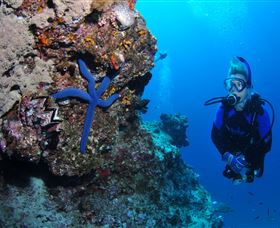 Lighthouse Bommie Dive Site - Find Attractions 0