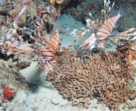 Lighthouse Bommie Dive Site - Find Attractions 3