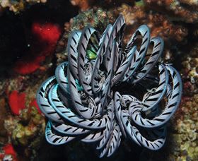 Lighthouse Bommie Dive Site - Find Attractions 1