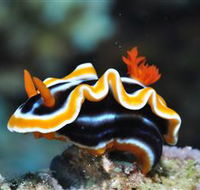 Monolith Dive Site - Find Attractions