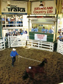 Gracemere Exhibition Complex - Find Attractions 0