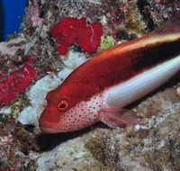 Snake Pit Dive Site - Find Attractions