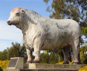 Rockhampton Bull Statues - Find Attractions 1