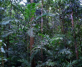 Kutini-Payamu (Iron Range) National Park (CYPAL) - Find Attractions 2