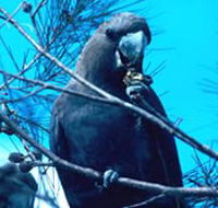 Mount Archer National Park - Find Attractions