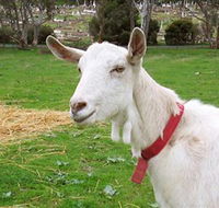 Dunkell Goats - Find Attractions
