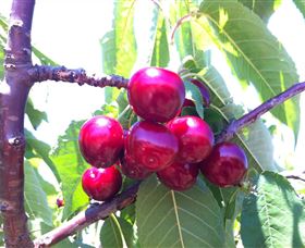 Ballinaclash Orchard and Cellar Door Young
