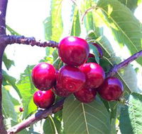 Ballinaclash Orchard and Cellar Door - Find Attractions