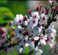 Sakura Avenue - Find Attractions