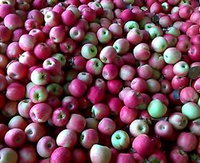 Hillside Orchard