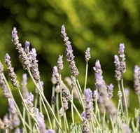 Rustique Lavender Farm - Find Attractions