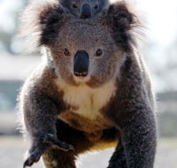 Koalas in Gunnedah - Find Attractions