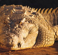 Koorana Crocodile Farm - Find Attractions