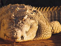 Koorana Crocodile Farm