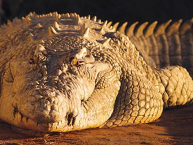 Koorana Crocodile Farm - Find Attractions 0