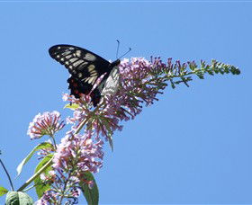 Albury Botanic Gardens - Find Attractions 5