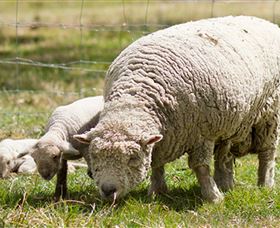 Short Sheep Micro-Winery - Find Attractions 6