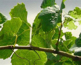 Angullong Wines - Find Attractions 1