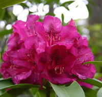 Campbell Rhododendron Gardens - Find Attractions
