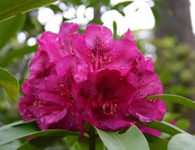 Campbell Rhododendron Gardens - Find Attractions 0
