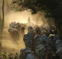 Springvale Horse Treks - Find Attractions