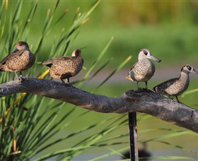 Jerrabomberra Wetlands Canberra