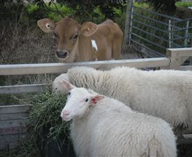 Prom Country Cheese - Find Attractions 8