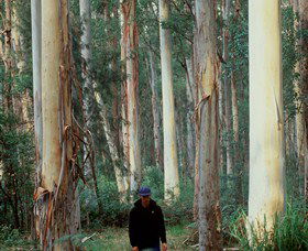 Blue Gum Forest Blackheath