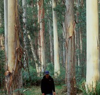 Blue Gum Forest - Find Attractions