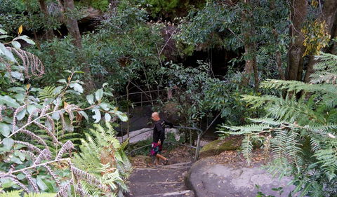 Leura Cascades Fern Bower - Find Attractions 0