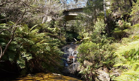 Leura Cascades Fern Bower - Find Attractions 3