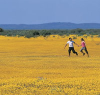 Wildflowers of the Mid West - Find Attractions
