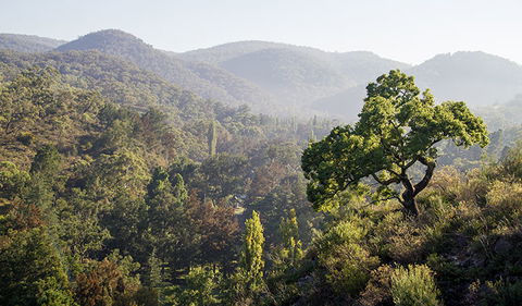 Mares Forest Creek Walking Track - Find Attractions 3