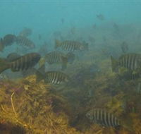 Bunurong Marine and Coastal Park - Find Attractions