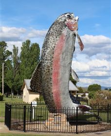 Big Trout - Find Attractions 0