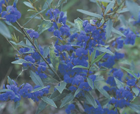 Kalamunda National Park - Find Attractions 2