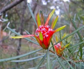 Glenbrook NSW Find Attractions