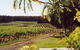 Tintilla Estate - thumb 0